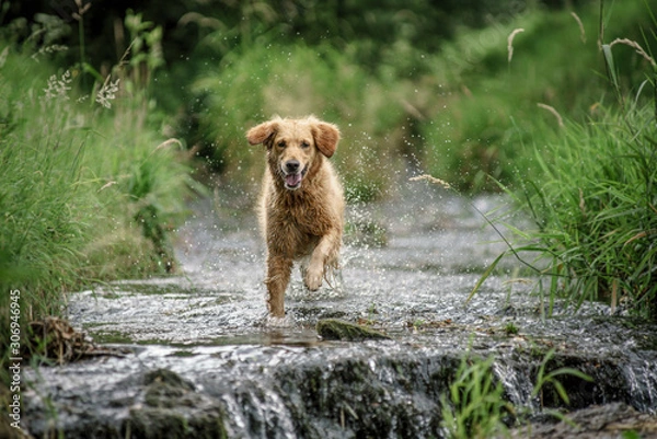 Obraz Dog jumping in the water