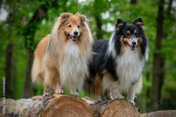Obraz shetland sheepdogs