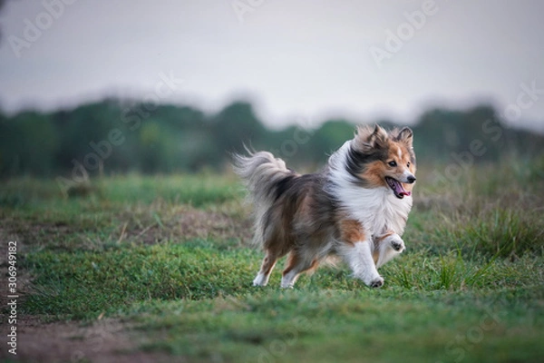 Fototapeta dog running on the field