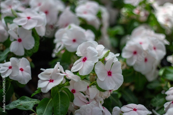 Obraz White flowers, pink spots.