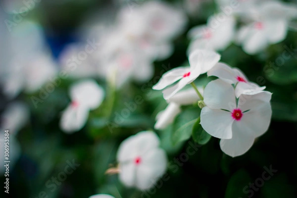 Obraz White flowers, pink spots.