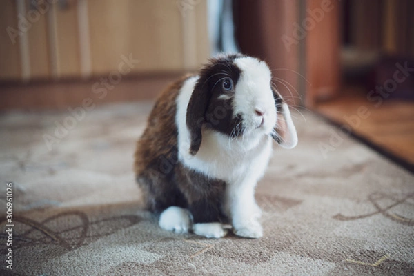 Obraz Bunny rabbit in the room