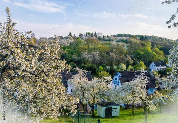Fototapeta Those Cherry trees though