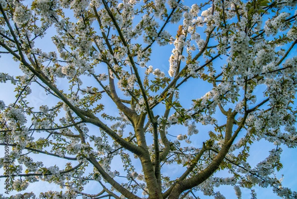 Obraz Cherry Trees Renningen