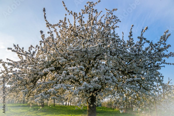Fototapeta Cherry Blossom