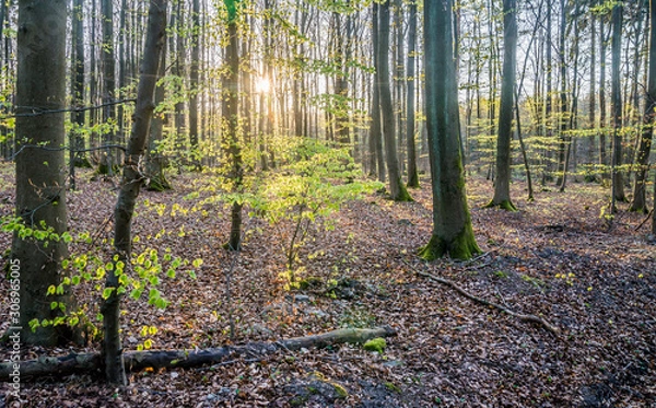 Fototapeta Schlangenbad forest