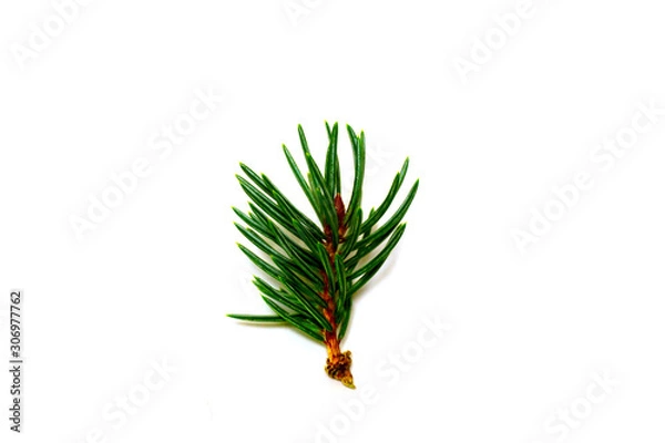 Obraz Closeup of isolated fir tree branch
