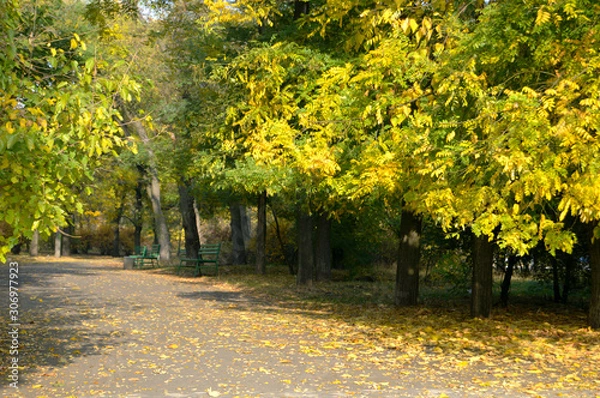 Obraz autumn in the park