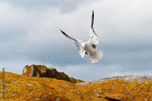 Obraz Goeland, attérissage