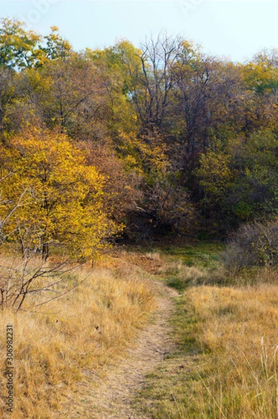 Obraz road in autumn forest