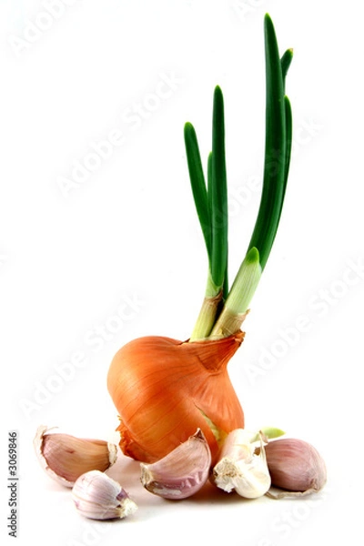 Obraz oninon i czosnek