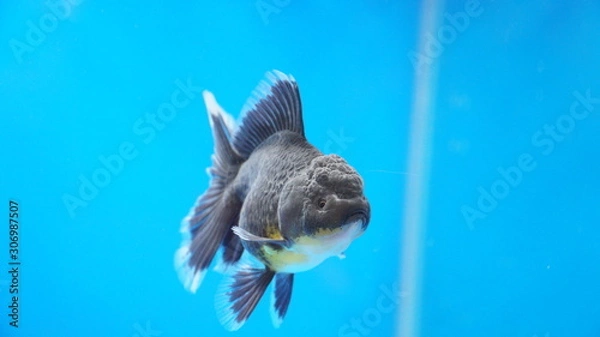 Obraz Black oranda goldfish
