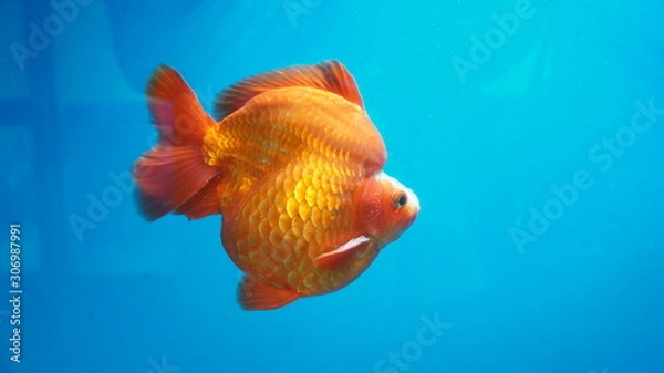 Obraz Ryukin Goldfish