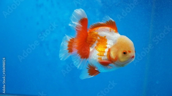 Obraz Oranda Goldfish