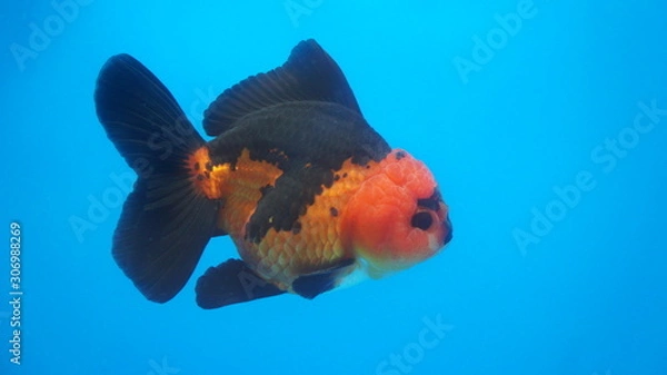 Obraz Lionhead Oranda