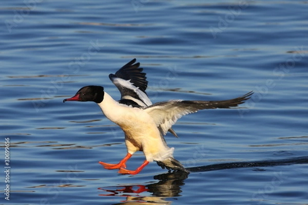 Obraz Goosander male