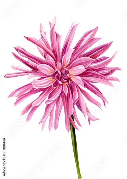 Fototapeta Pink dahlia on an isolated white background, Watercolour flowers, hand drawing illustration