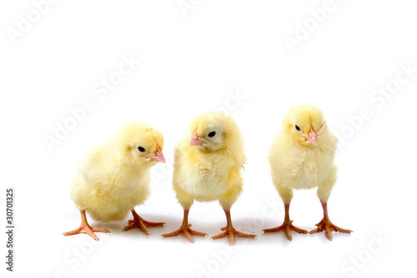 Obraz Chickens