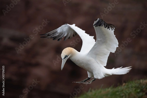 Fototapeta Morus bassanus, Northern gannet The bird is flying in nice natural environment nesting colony in the island Helgoland. Colored cliffs  In the backgroud. Wildlife scene from Europe..