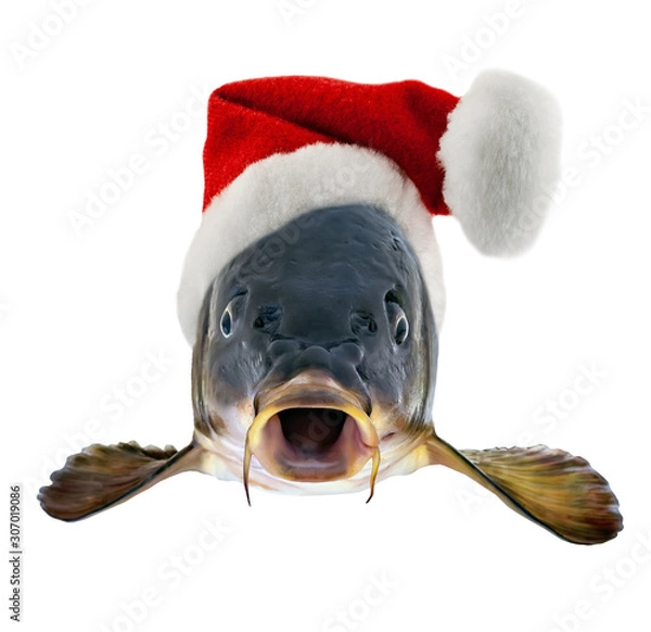 Obraz Christmas Czech Carp in Santa Claus red hat concept