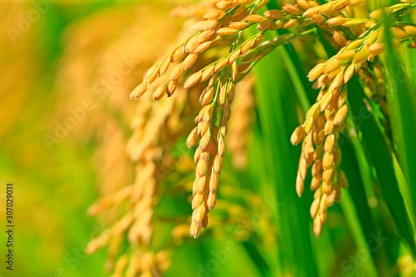 Fototapeta Ripe rice, in the paddy fields