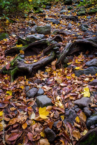 Fototapeta 大山行者コースの秋（大山隠岐国立公園/鳥取県）	
