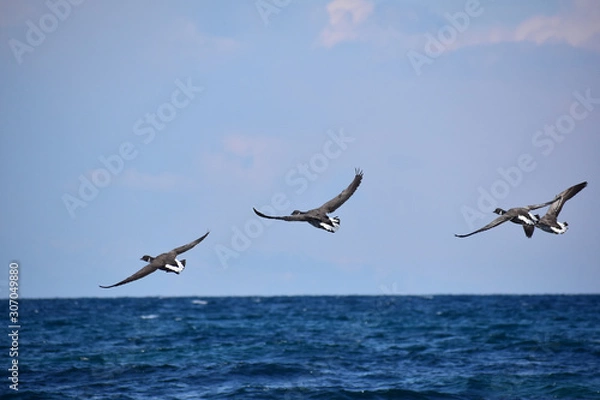 Fototapeta 海面を低く飛ぶコクガンの群れ