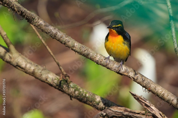 Fototapeta キビタキ