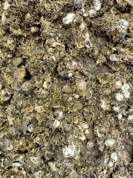 Fototapeta Oysters