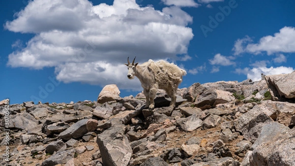 Obraz Mountain Goat