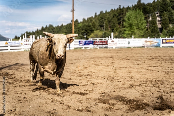 Obraz Rodeo Bull