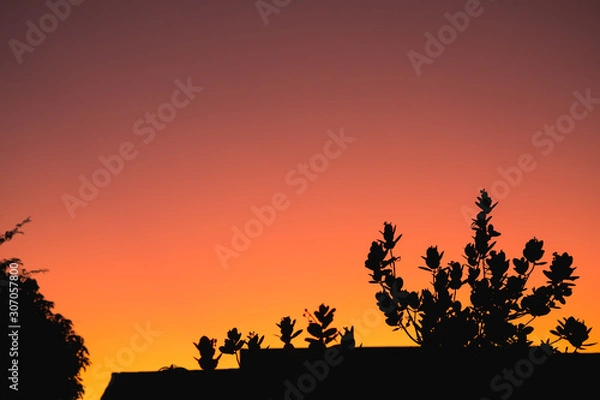 Fototapeta The silhouette scenery of tree over house roof on twilight time