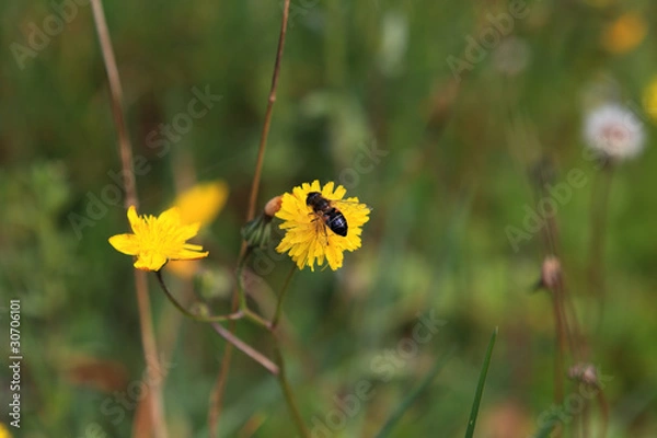 Fototapeta Abeille butinant