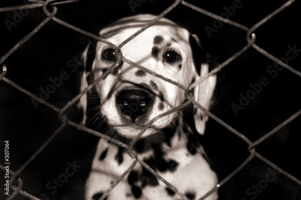 Fototapeta dalmatian puppy