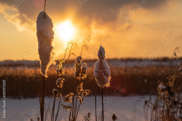 Fototapeta beautiful sunny sunset in the field and reeds