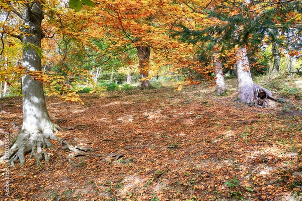 Obraz Four trees on a hillside autumn