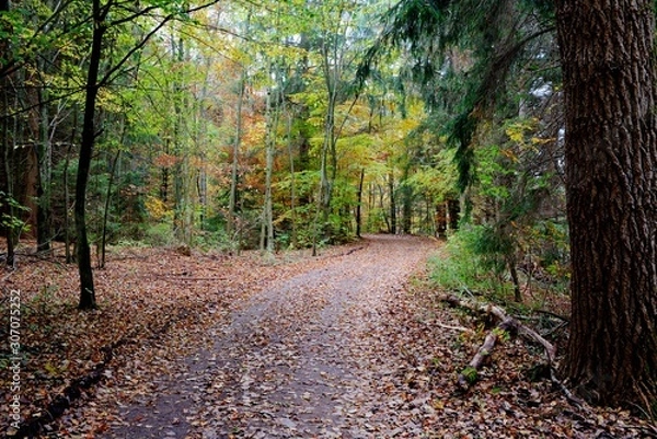 Obraz Forest road with leaves on the ground