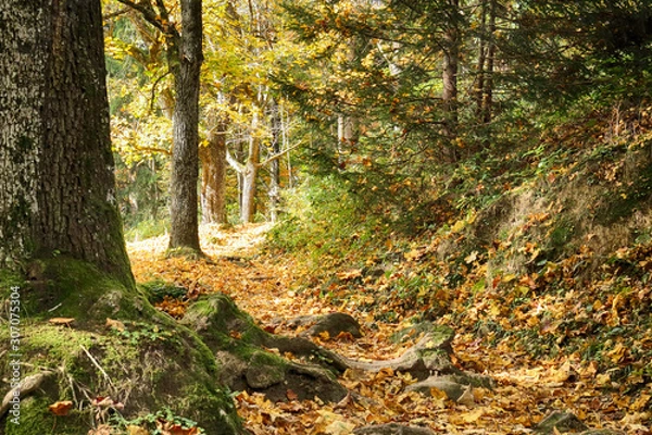 Obraz narrow path uphill on slope autumn