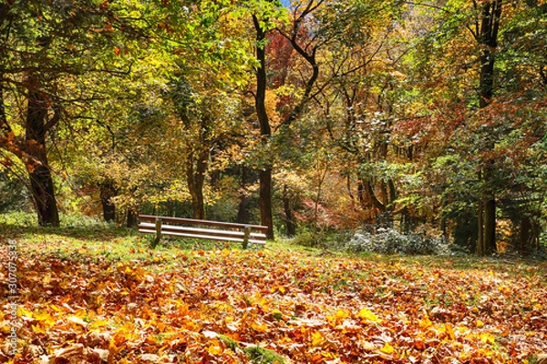 Obraz resting bench on forest hillside autumnal colors
