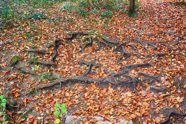 Obraz Tree roots on autumnal ground