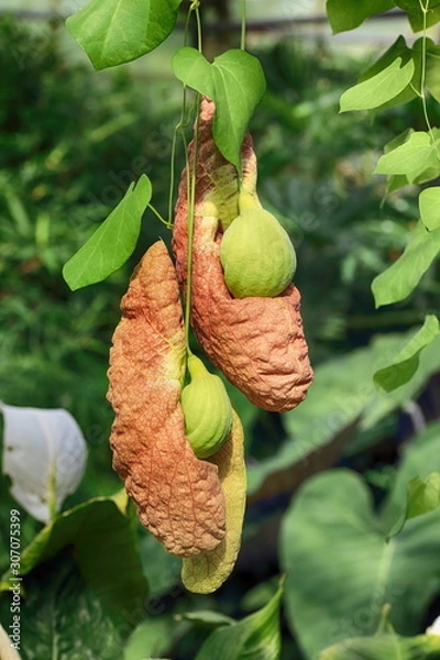 Obraz two orchids green yellow detail