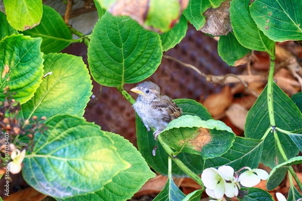 Obraz Young bird hides in leaves scared