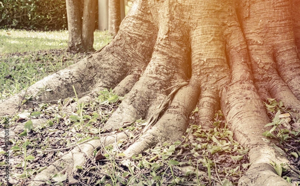 Fototapeta root of tree