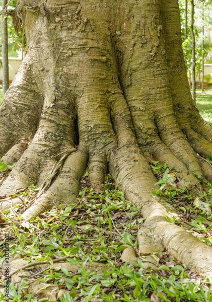 Fototapeta root of tree