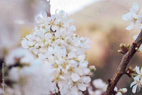 Fototapeta spring cherry blossom
