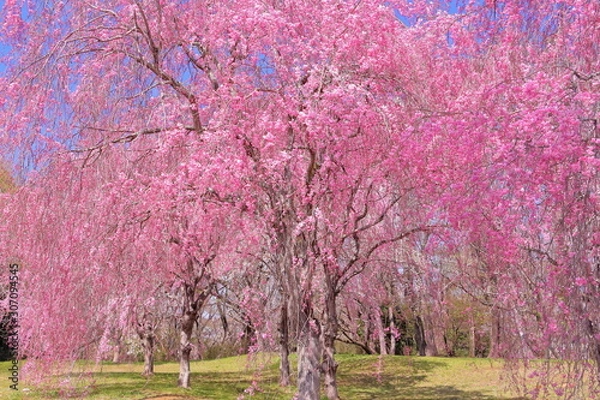 Obraz 満開の枝垂桜