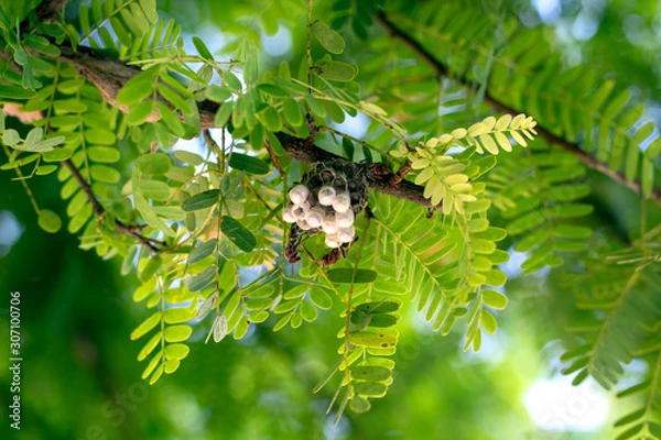 Obraz Close-up view,The picture of Hornet's nest
