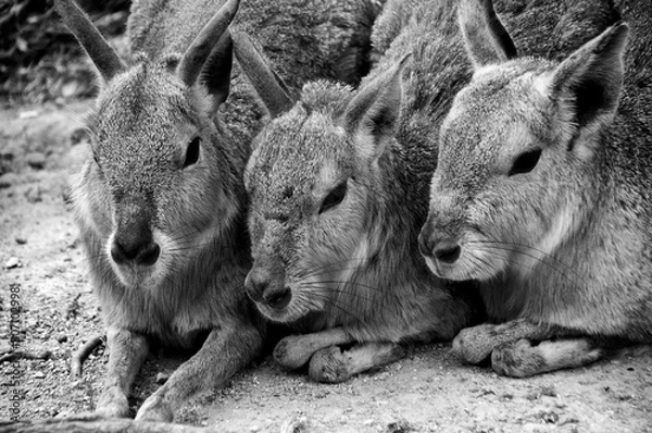 Fototapeta 寒さに寄り添うマーラ