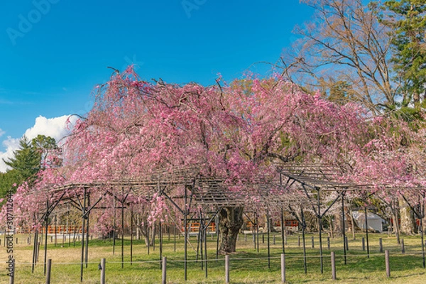 Fototapeta 京都 上賀茂神社の春景色 斎王桜