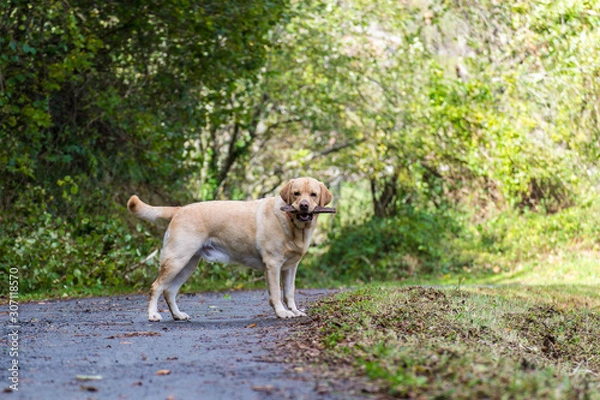 Obraz Un perro Labrador con un palo 